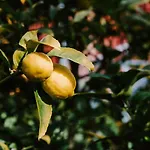White Lavender Cottage - A Mudgee Garden Escape