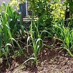 Madeira Cottage - Country Comfort With Pool