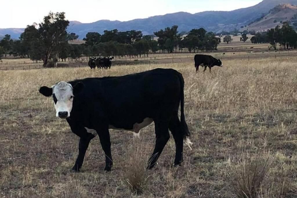 Wallinga * Mudgee