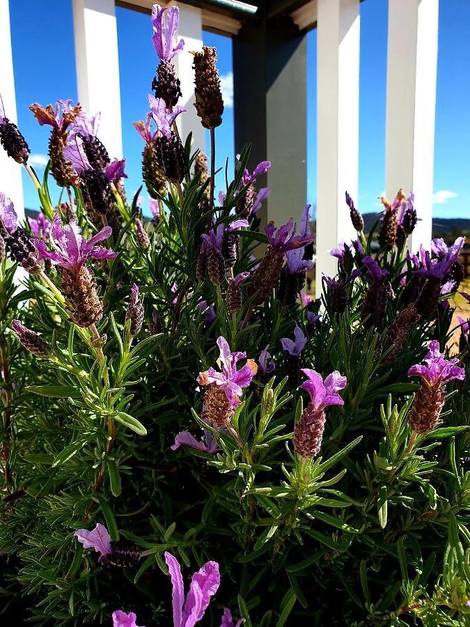 Farm stay Dangerfield Oaks Boutique Cottage's Mudgee