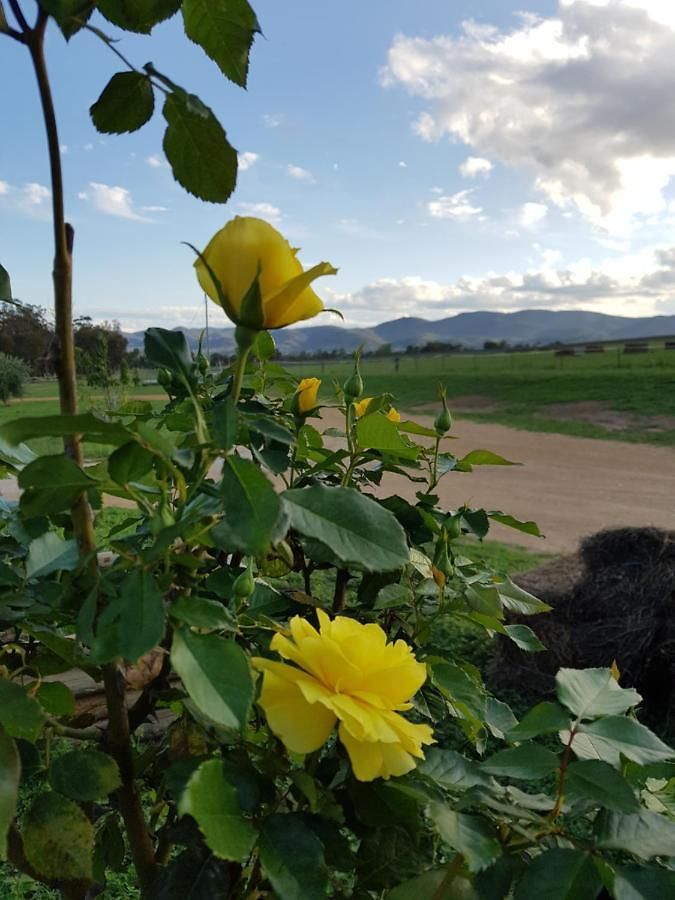 Shawwood * Mudgee