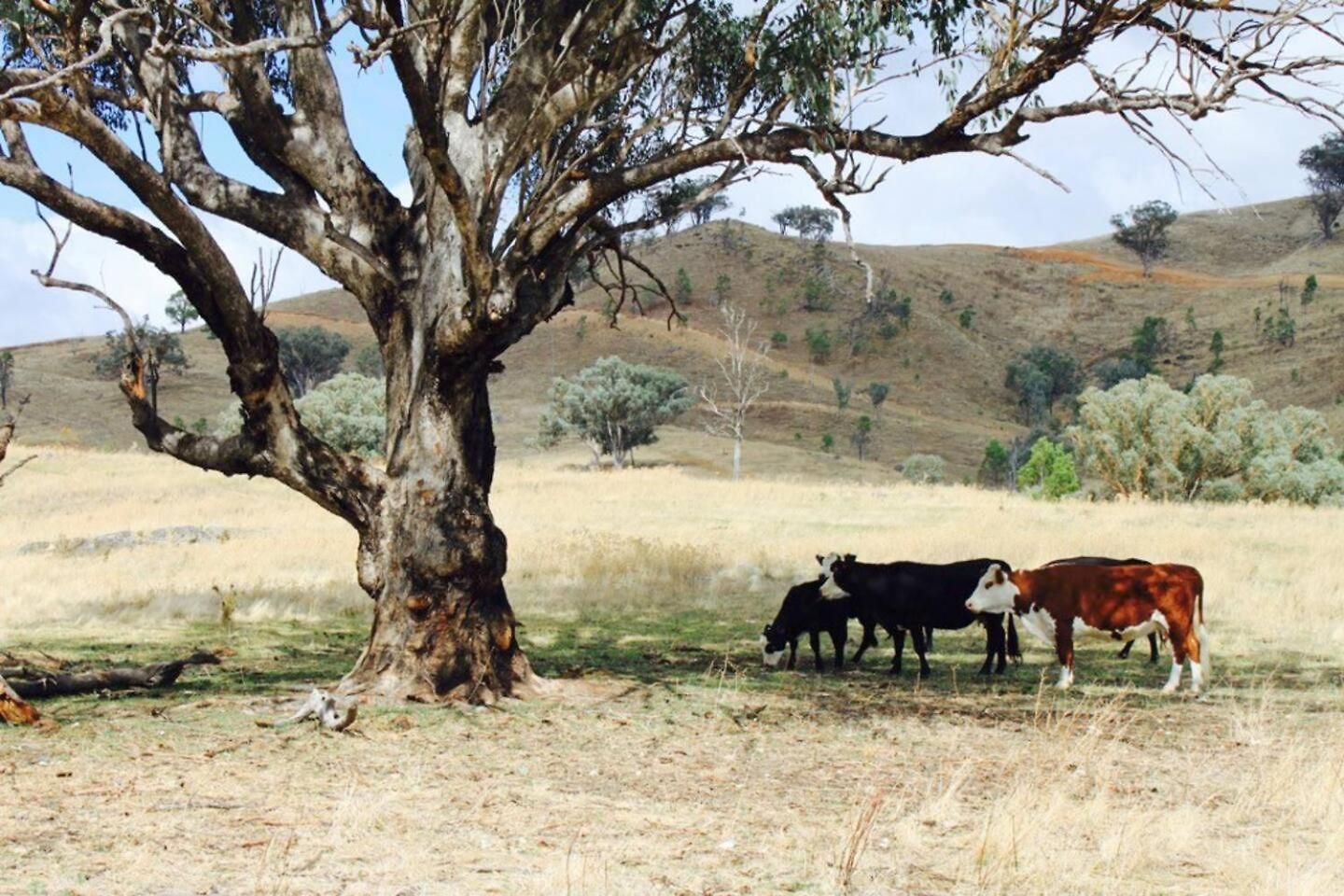 Holiday home Canguri Boutique - A Memorable Near Mudgee