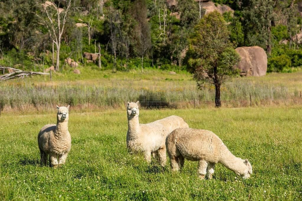 The Ithaca Farm Experience - A Unique Escape Mudgee