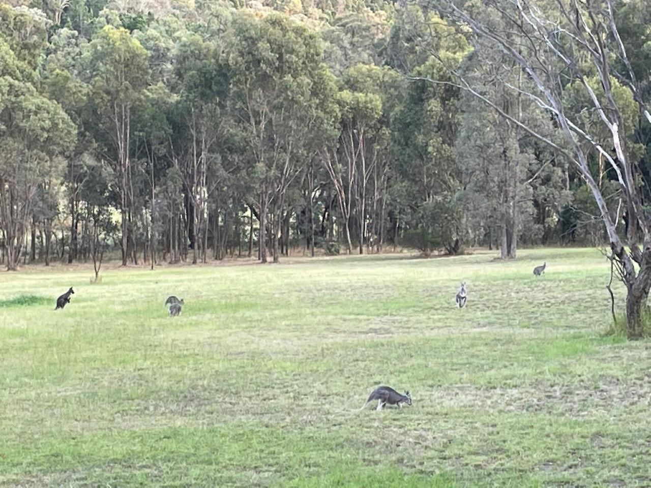 Lazy Frog Country Luxury * Mudgee