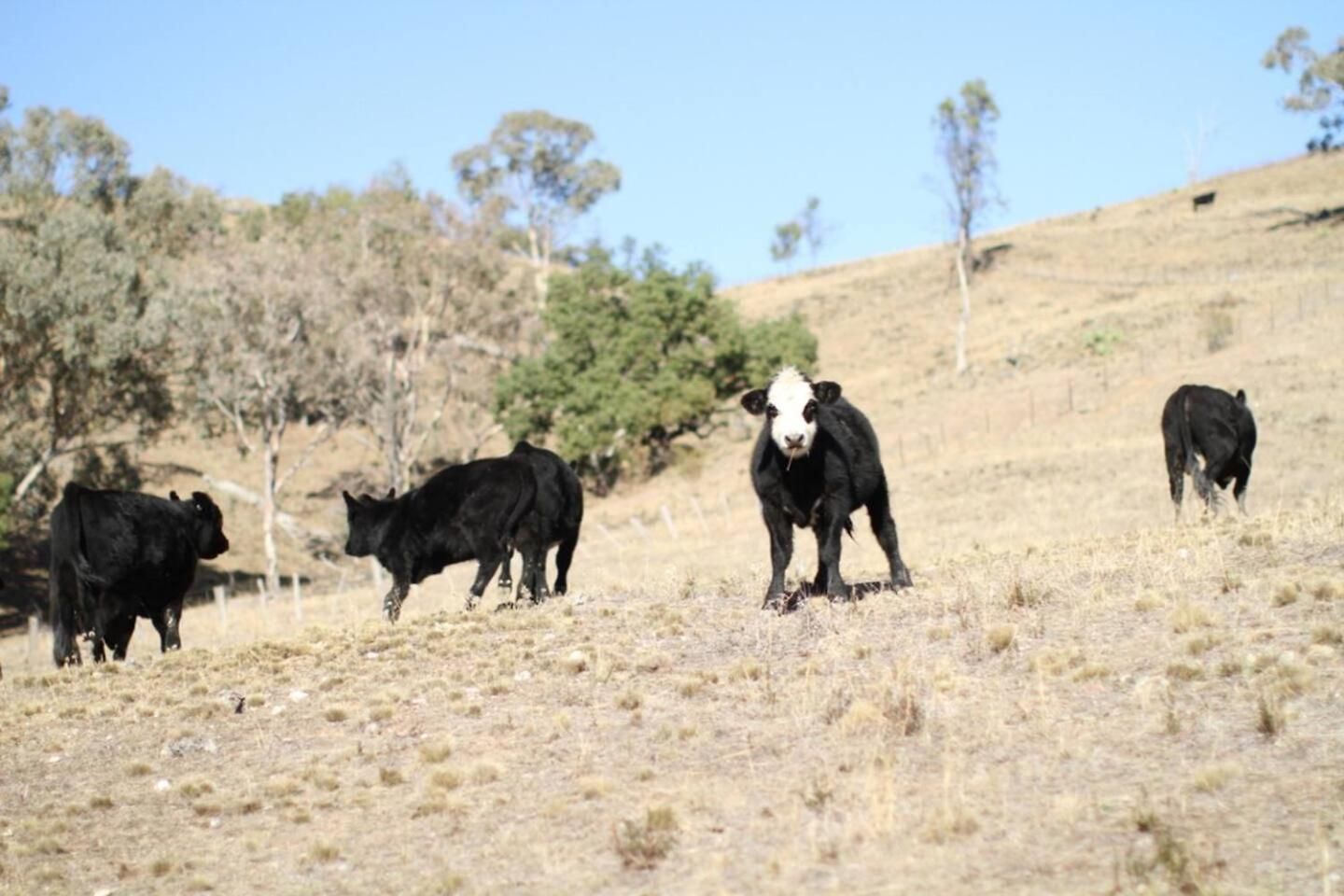 Canguri Boutique - A Memorable Near Mudgee