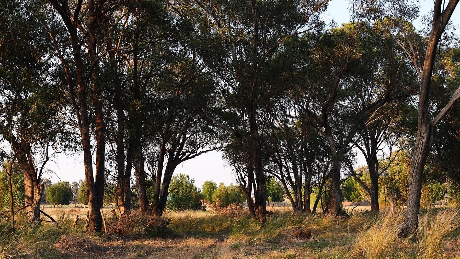 Villa Shawwood Mudgee