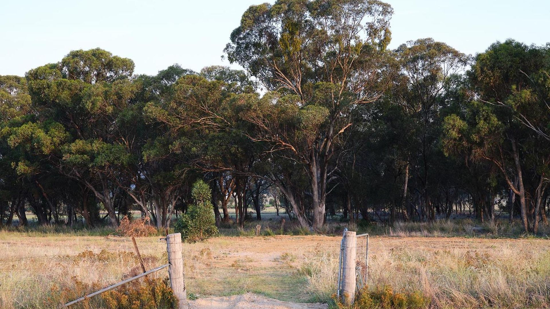 Shawwood