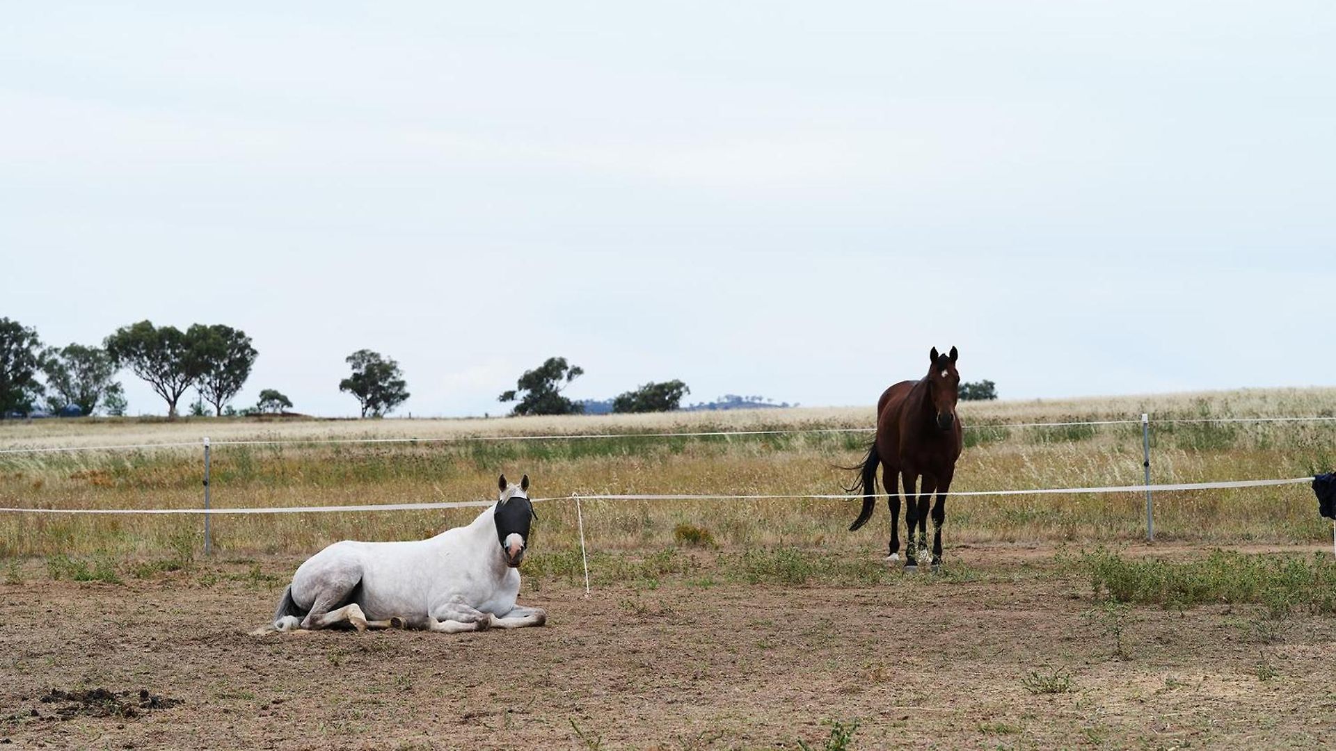 Shawwood * Mudgee