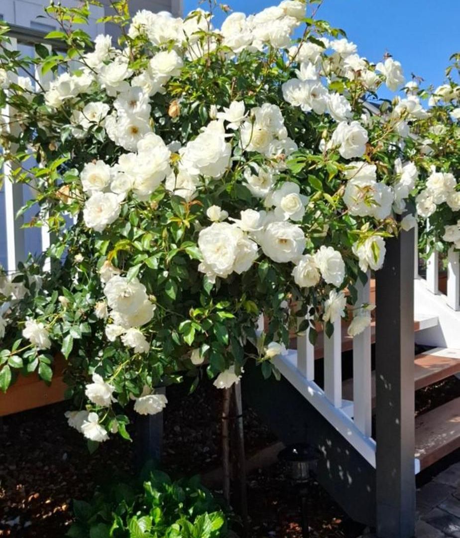 Dangerfield Oaks Boutique Cottage's *