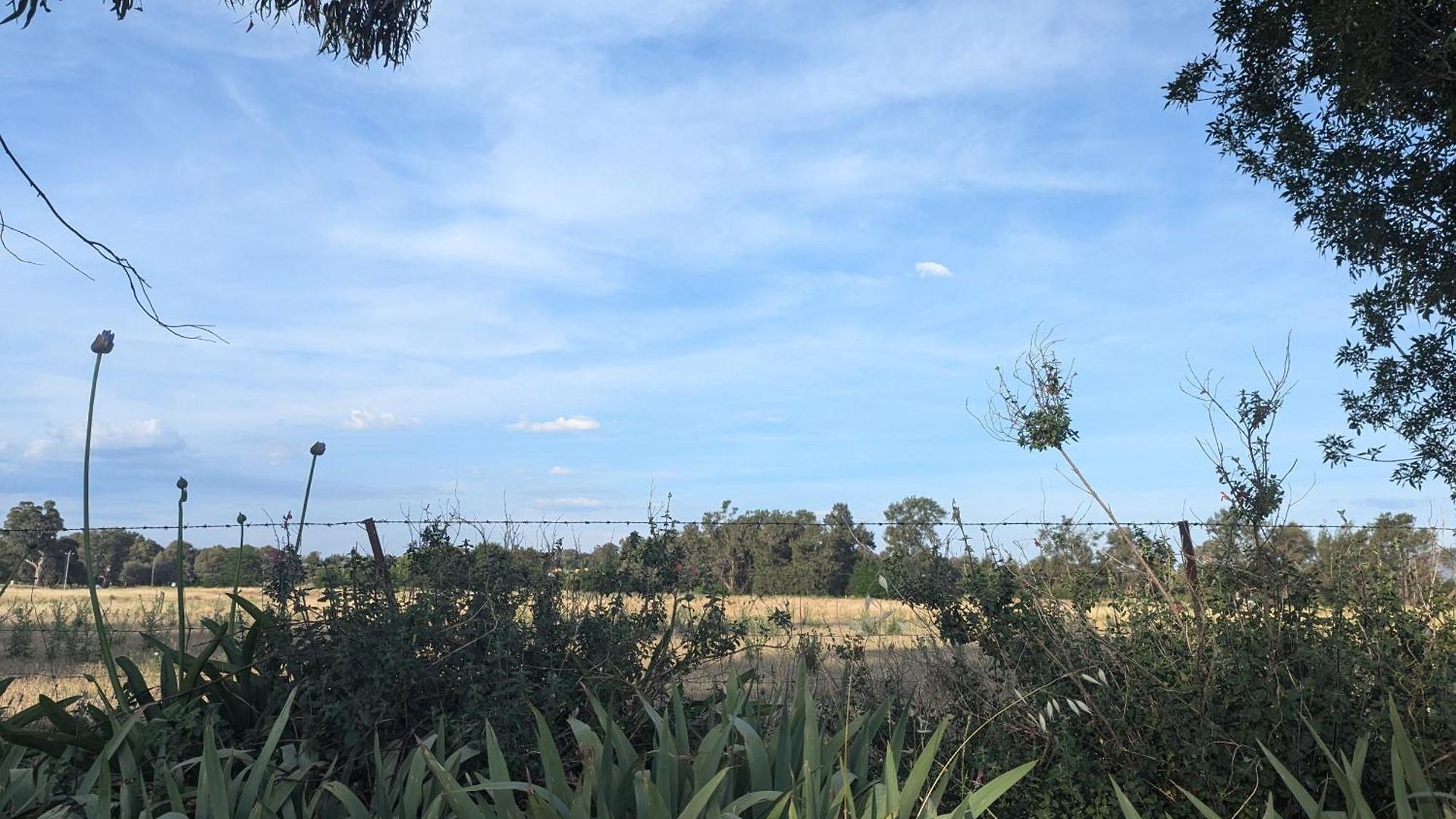 The Cudgee At