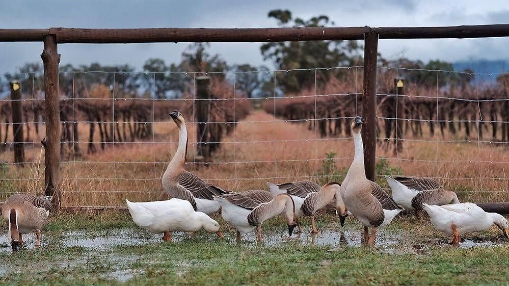 The At Blue Wren Mudgee