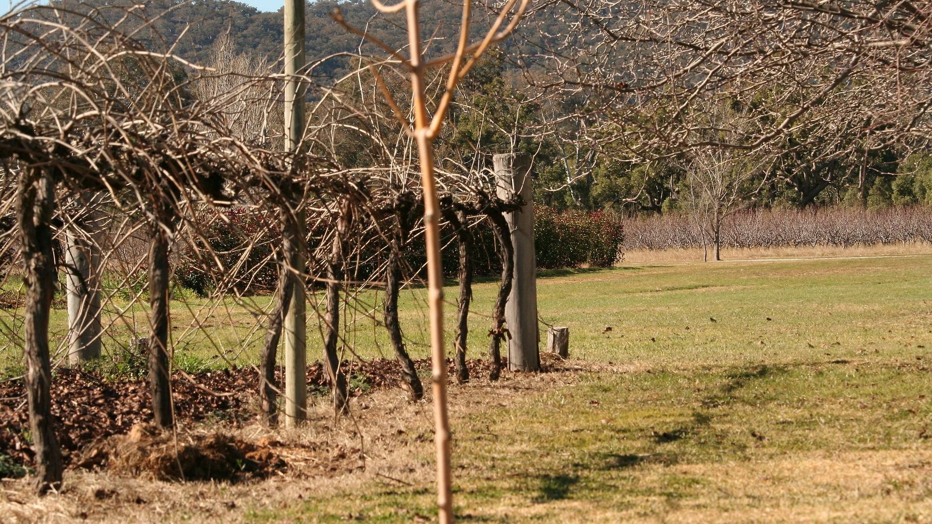 The At Blue Wren Mudgee