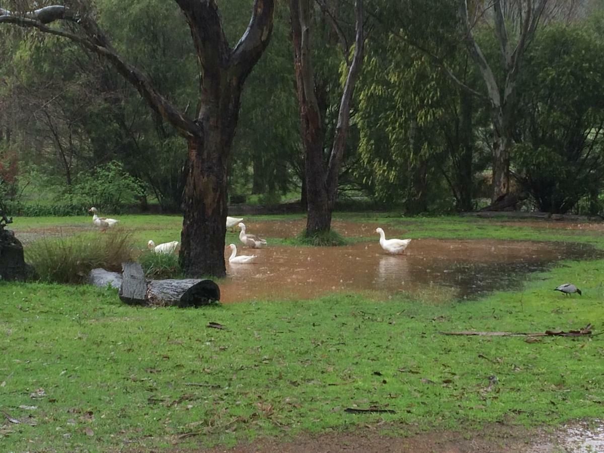 Wildwood * Mudgee