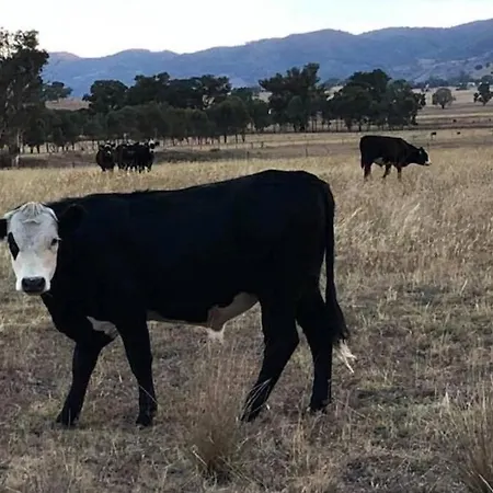 Wallinga * Mudgee