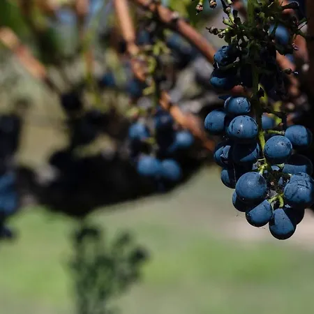 'orana Grove' Reset At A Vineyard Getaway * Mudgee