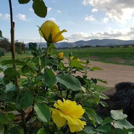 Shawwood * Mudgee