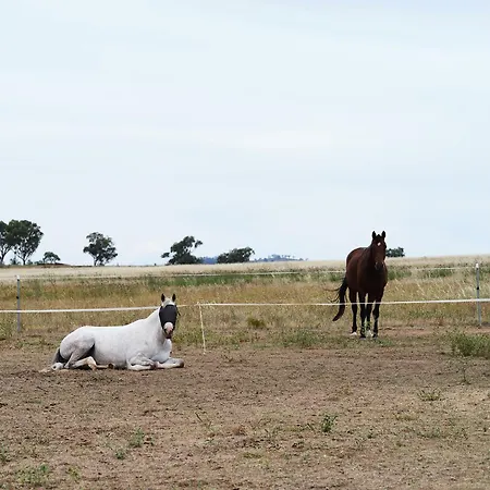 Shawwood * Mudgee