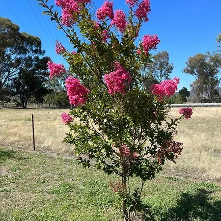 Tallow Wood Mudgee
