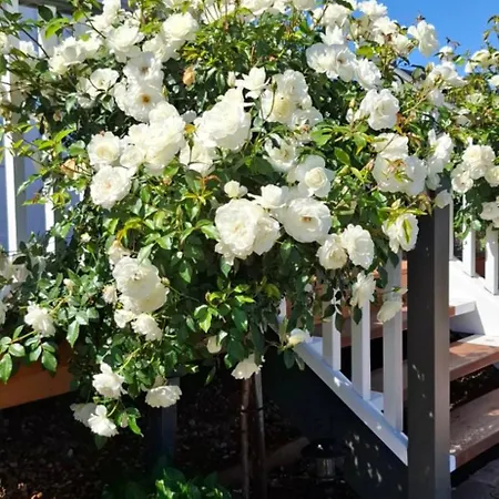 Dangerfield Oaks Boutique Cottage's *