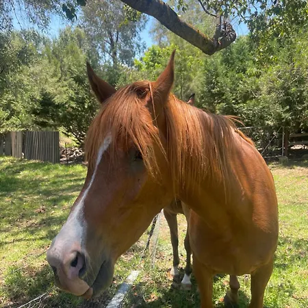 Almas Holiday home Mudgee