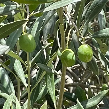 Almas Mudgee
