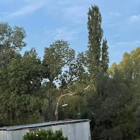 Almas Mudgee