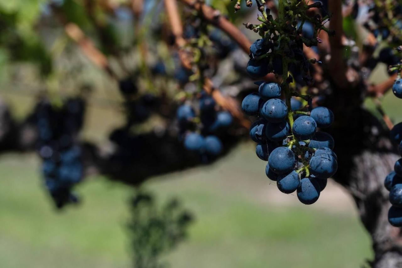 'orana Grove' Reset At A Vineyard Getaway * Mudgee