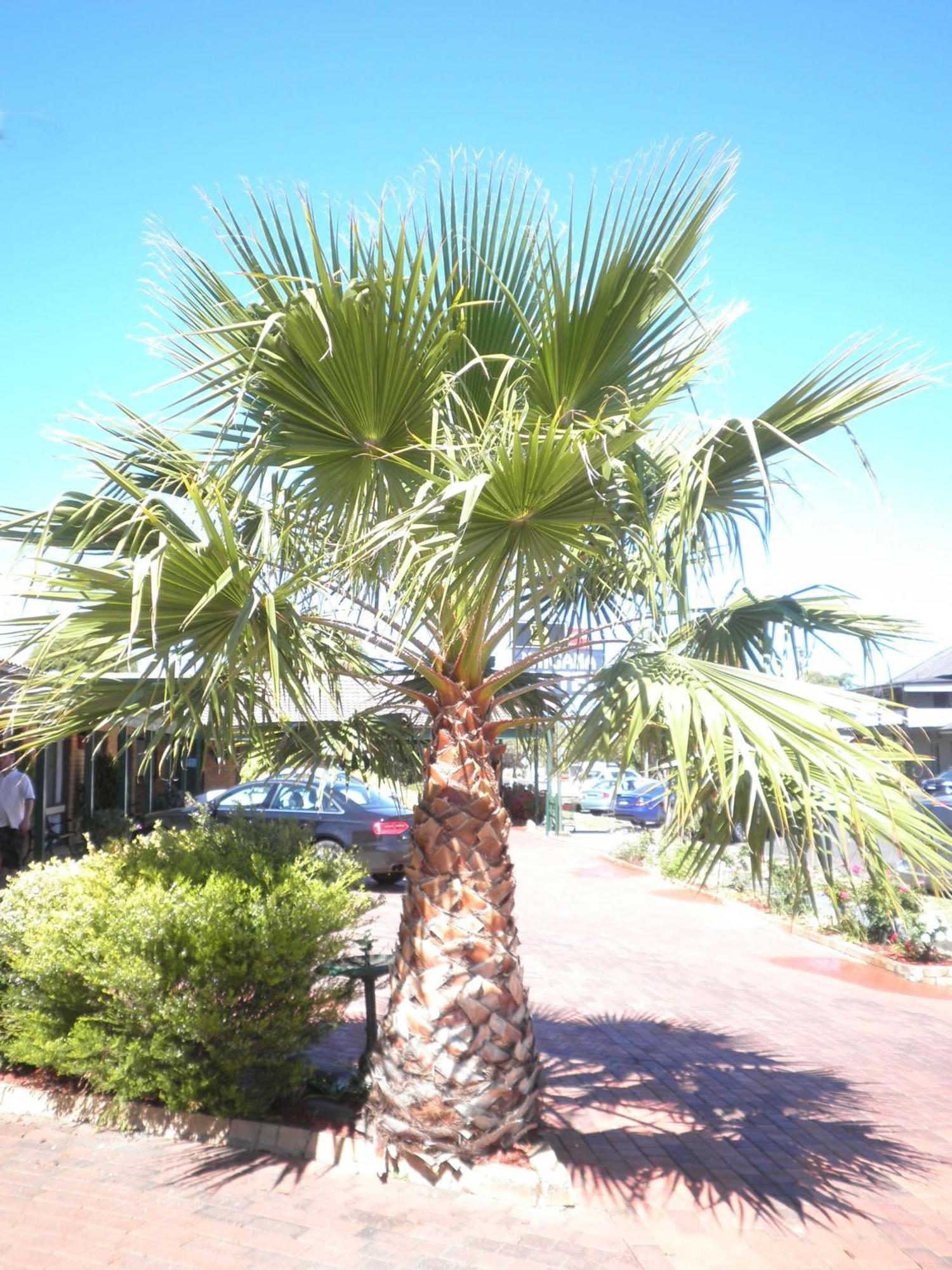 Ningana Motel Mudgee