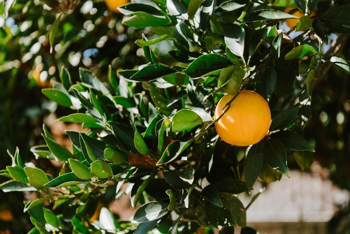 The On Lawson - Heritage Elegance In * Mudgee