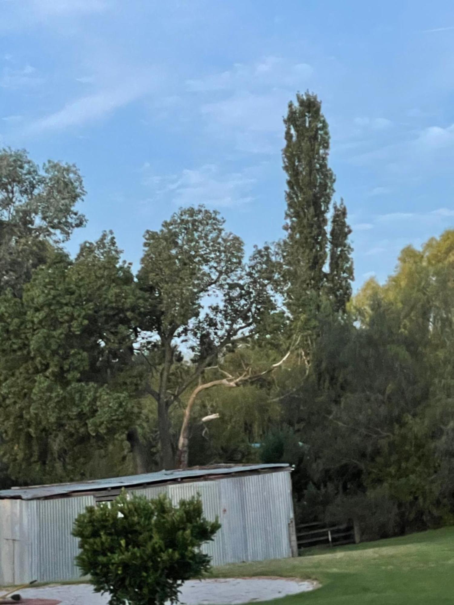 Almas Mudgee