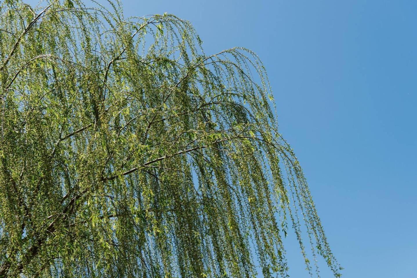 Holiday home Denison At The Willows - Tranquil Country Retreat *