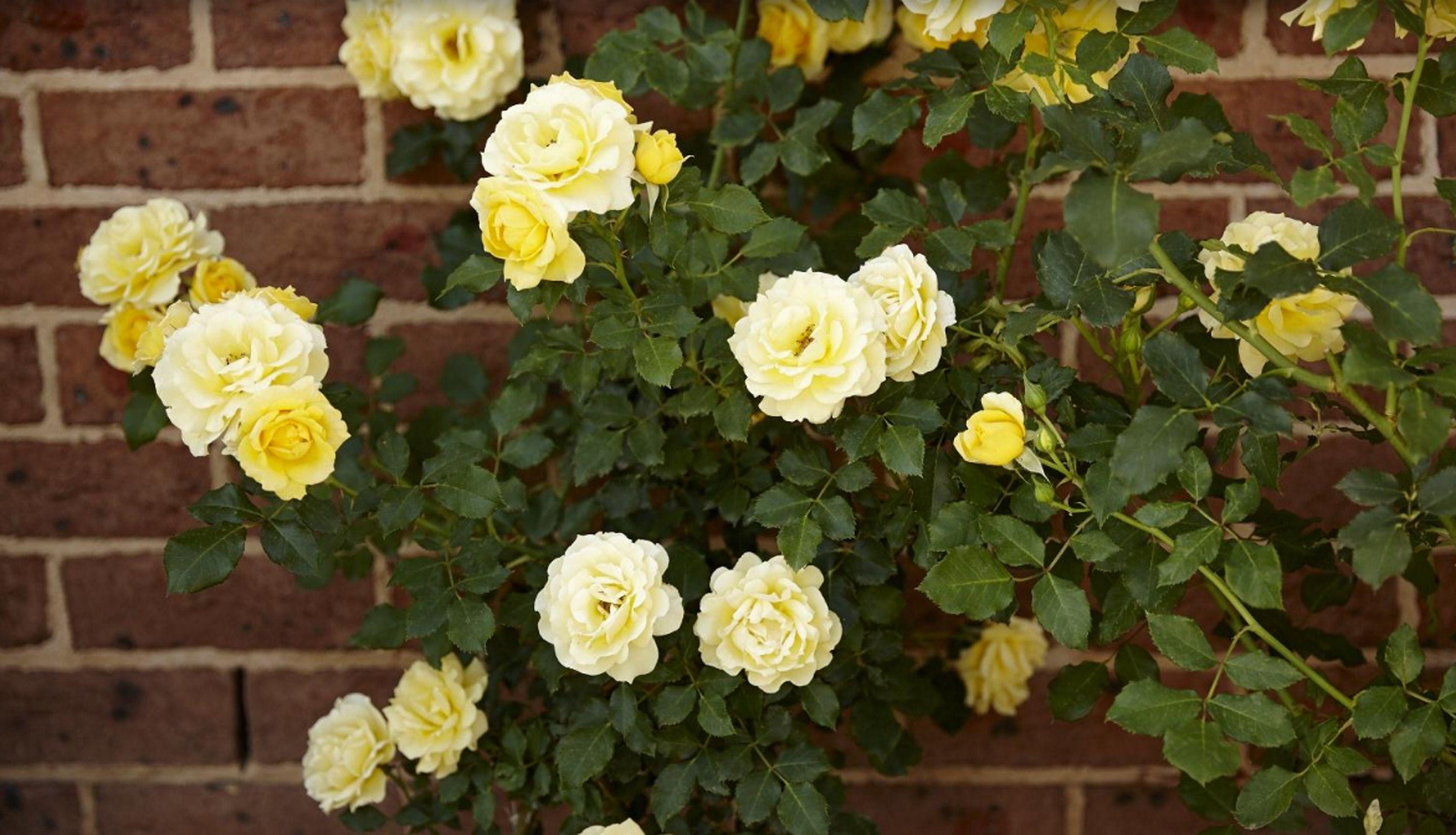 The Horatio Motel Mudgee