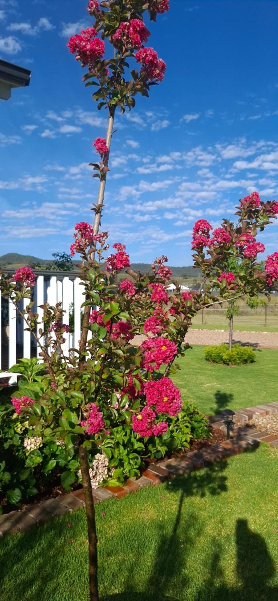 Dangerfield Oaks Boutique Cottage's