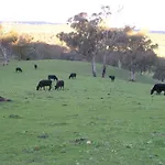 Old Bara Homestead