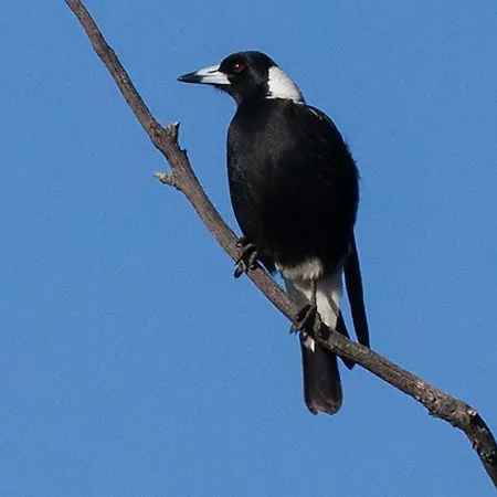 Ilkley Mudgee