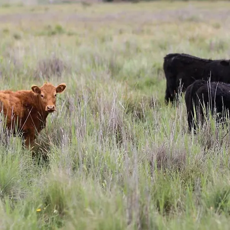 Experience Country At Lone Pine * Mudgee