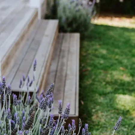 White Lavender - A Garden Escape * Mudgee