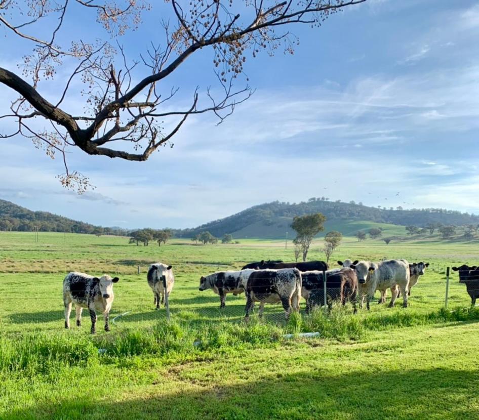 Bed & Breakfast Enfield House 4*