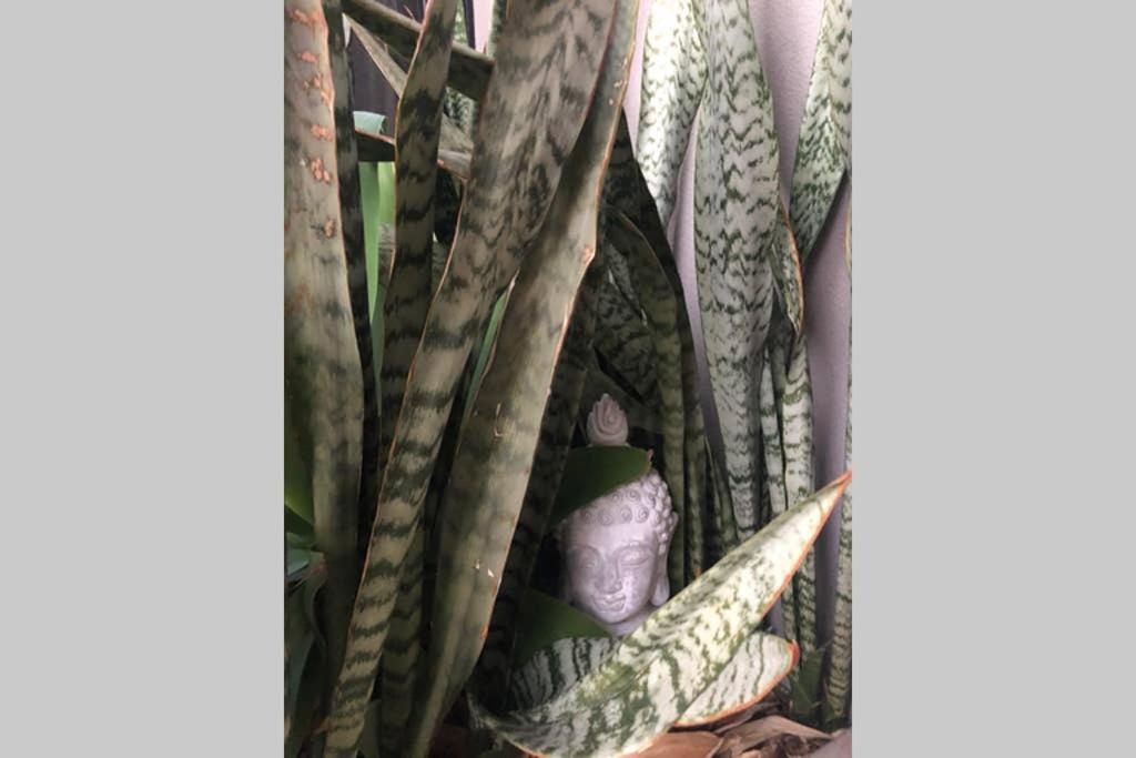 Red Lotus Retreat * Mudgee